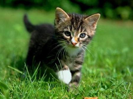 chaton 3