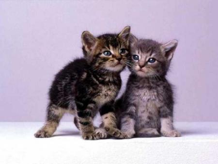chaton 5