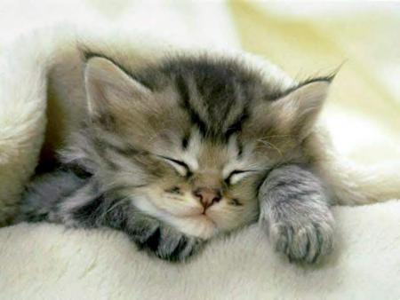 chaton 1