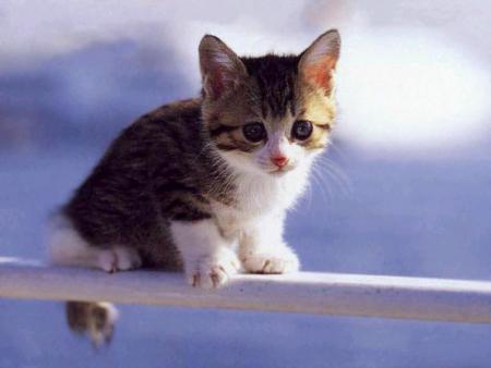 chaton 2