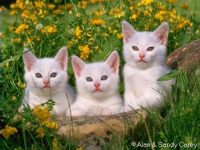 chaton je c plu combien .