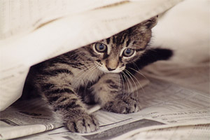 chaton 7