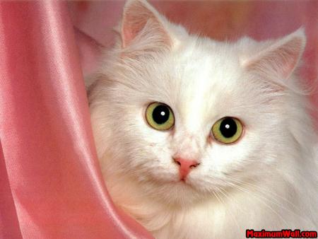 chaton 9